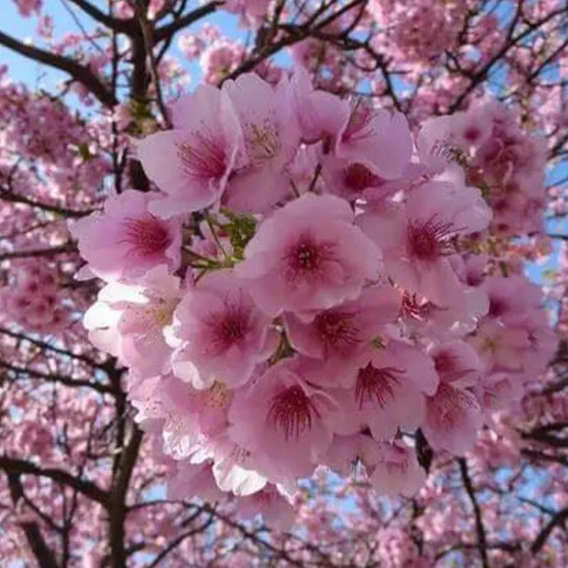 Sakura Powder3 Sakura Powder3