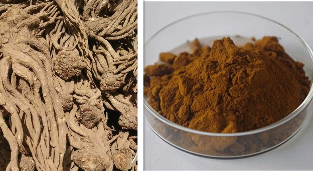 Angelica Sinensis root extract