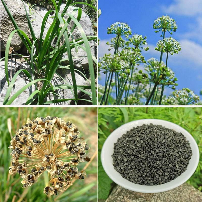chinese chive seed extract introduction