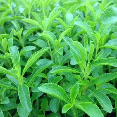 Stevia extract